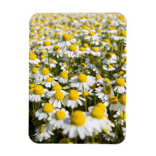 Chamomile Field, Ungarn Magnet