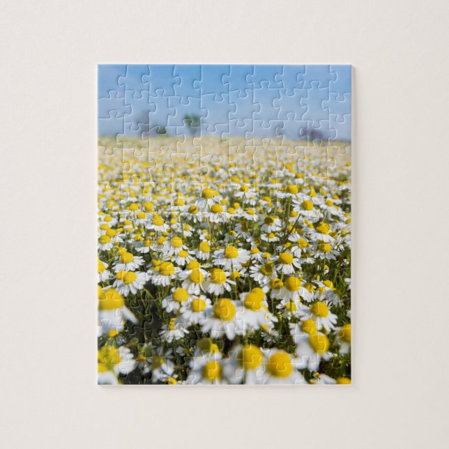Chamomile Field, Ungarn Puzzle (Vertikal)