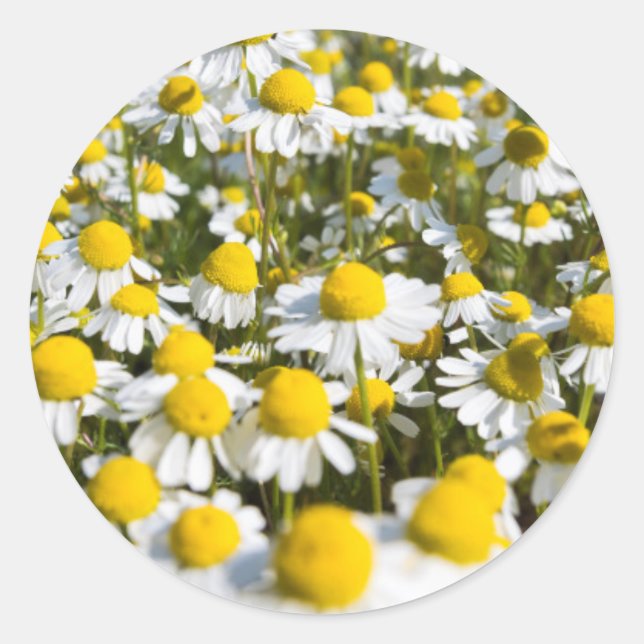 Chamomile Field, Ungarn Runder Aufkleber (Vorderseite)