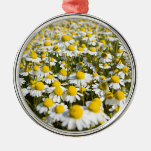 Chamomile Field, Ungarn Silbernes Ornament