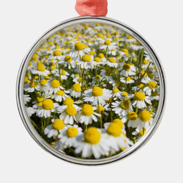 Chamomile Field, Ungarn Silbernes Ornament (Vorne)
