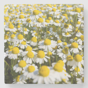 Chamomile Field, Ungarn Steinuntersetzer