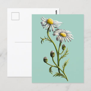 Chamomile Postcard Postkarte