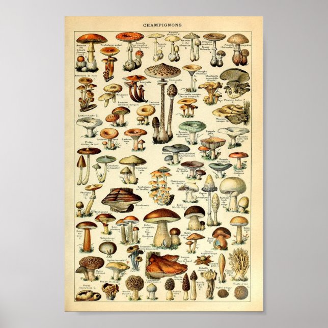 Champignons, pädagogisches Vintage Poster (Vorne)