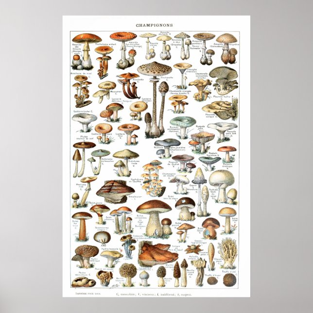 Champignons - Pilzsammlung Poster (Vorne)