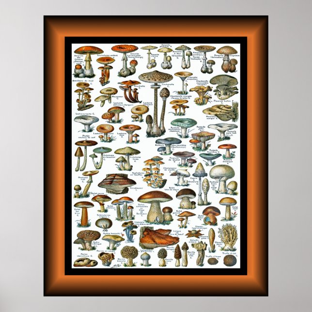 Champignons pour tous ~ Pilze für alle ~ Poste Poster (Vorne)