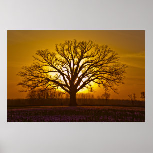 Champion Bur Oak Sunset Poster