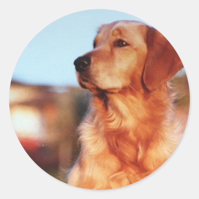 Champion Golden Retriever Hundeaufkleber Runder Aufkleber (Vorderseite)