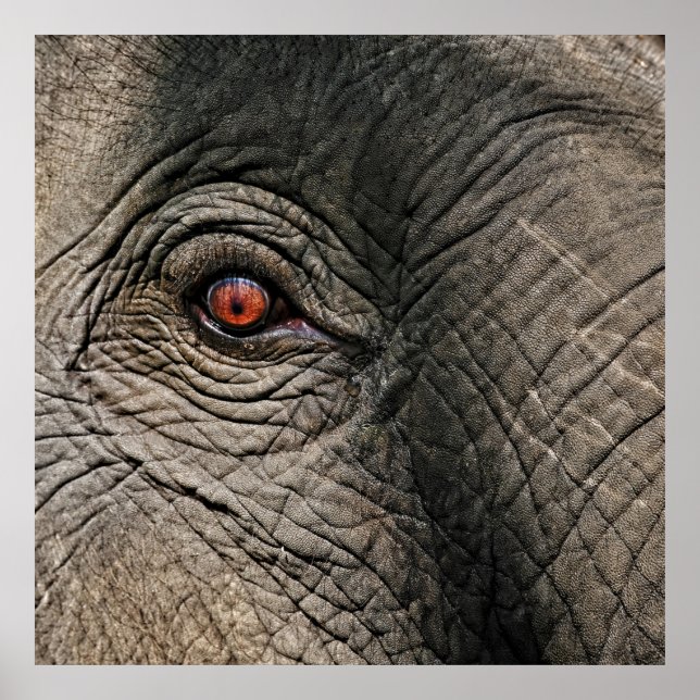 CHANG MAI ELEPHANT EYE POSTER (Vorne)
