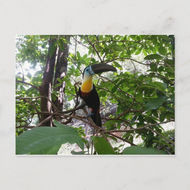 Channel-Billed Toucan, Trinidad Postcard Postkarte (Vorderseite)