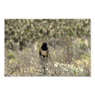 Channel Islands National Park Fotodruck