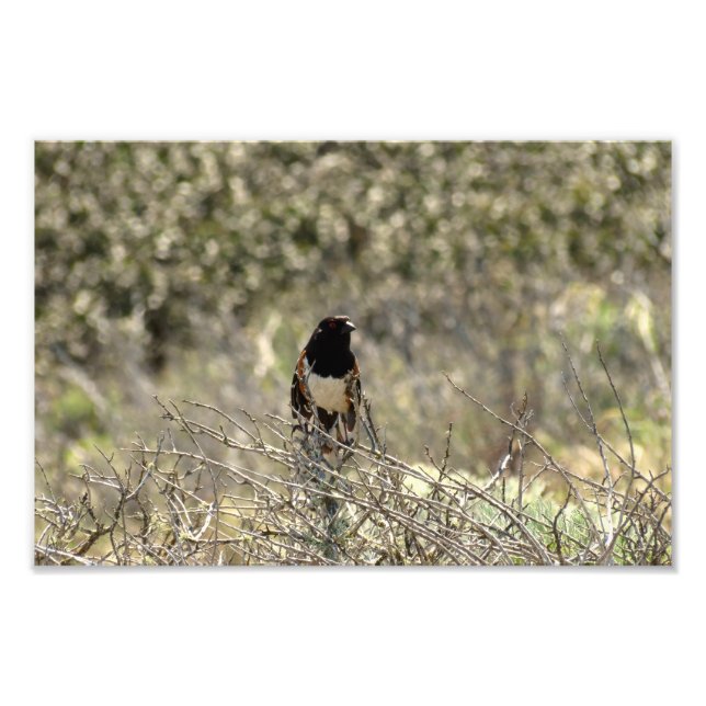 Channel Islands National Park Fotodruck (Vorne)
