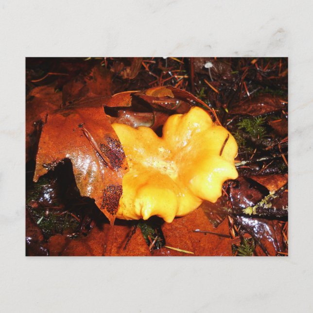 Chanterelle Mushroom im Regen Postkarte (Vorderseite)