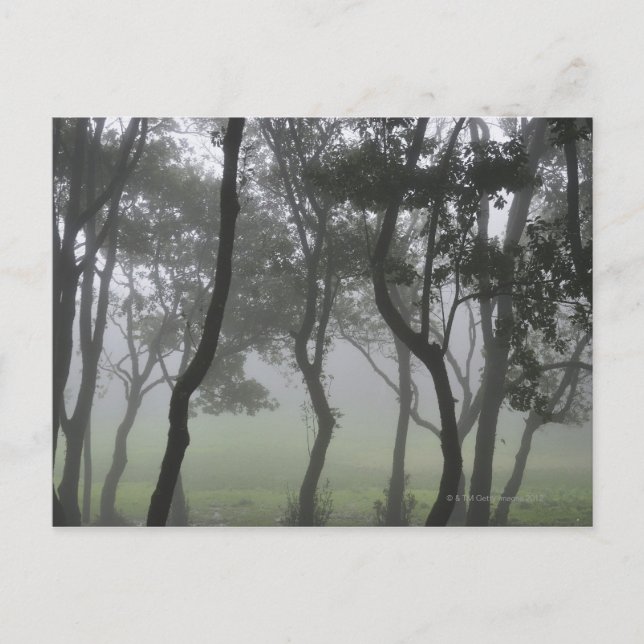 Chao dos Louros, Madeira, Portugal Postkarte (Vorderseite)