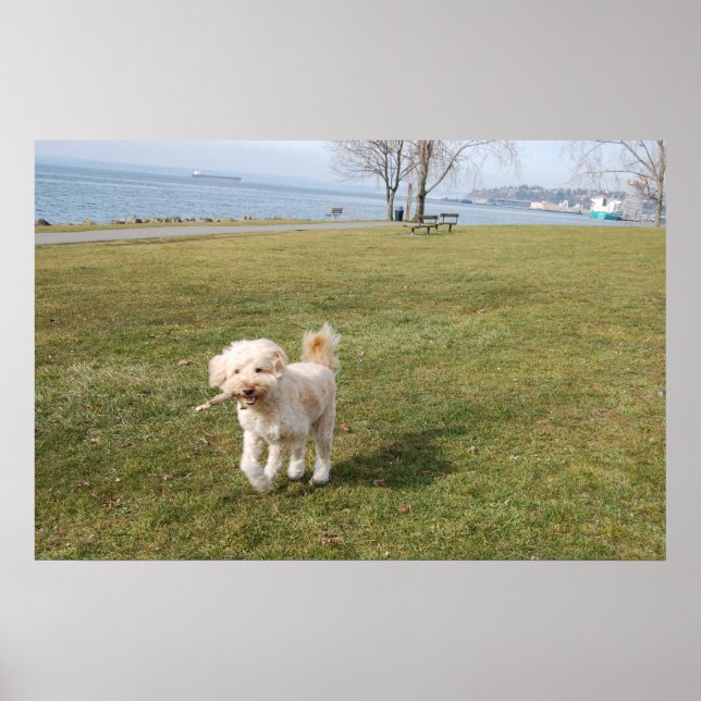 Chaos1 Poster (Vorne)