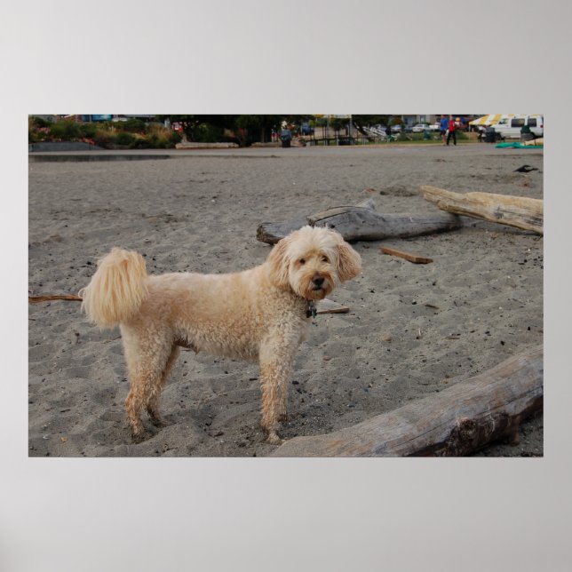 Chaos4 Poster (Vorne)