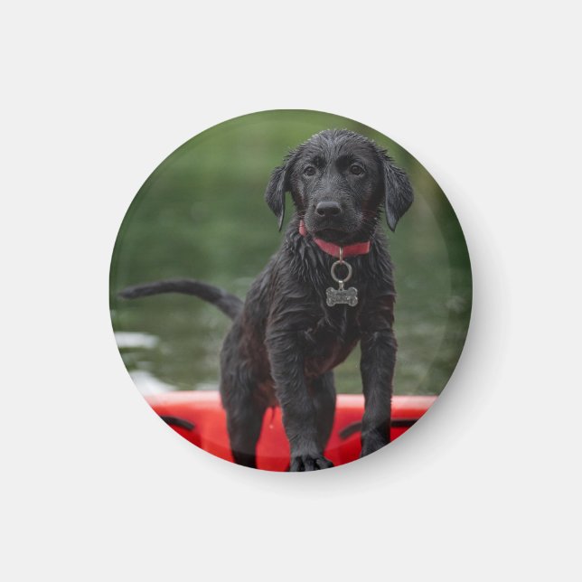 Chapa o imán con imagen de perro. magnet (Vorne)