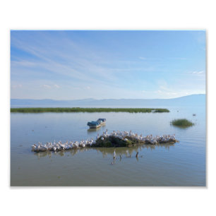 Chapala Pelicans Fotodruck