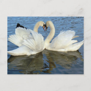 Chaperoned Swan Heart Love Postkarte
