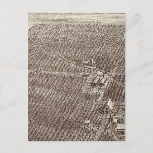 Chapin Fruit Ranch Postkarte (Vorderseite)