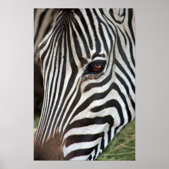 Chapman's Zebra Poster (Vorne)