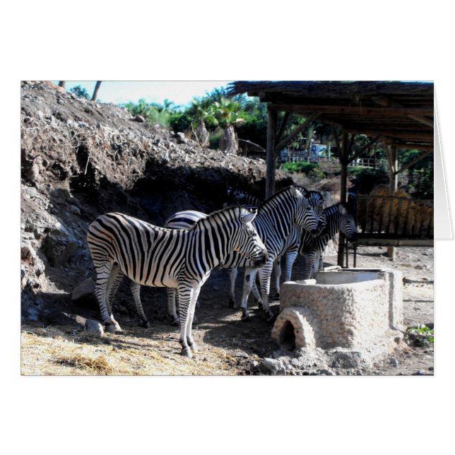Chapmans Zebras (Vorderseite (Horizontal))