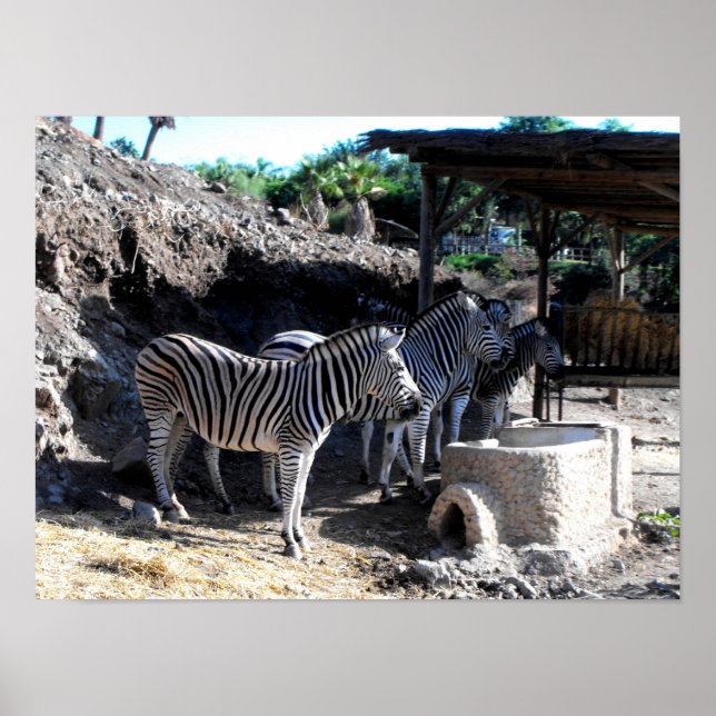 Chapman's Zebras Poster (Vorne)