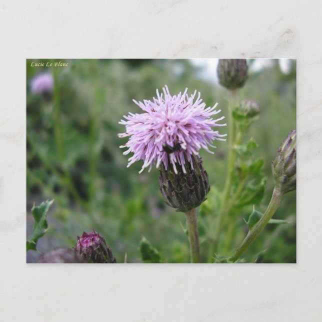 Chardon des champs postkarte (Vorderseite)