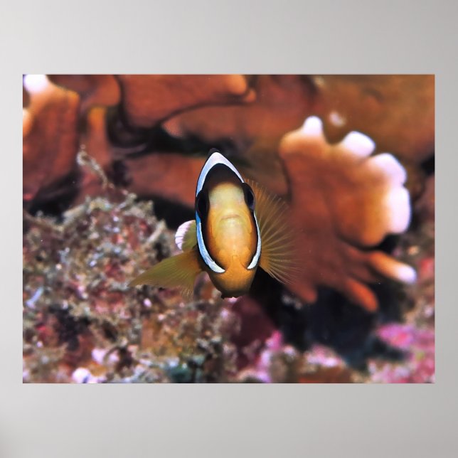 Charging Clownfish Poster (Vorne)