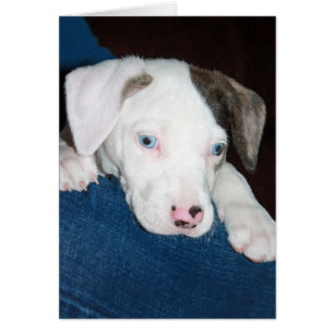 Chari der Catahoula Welpe