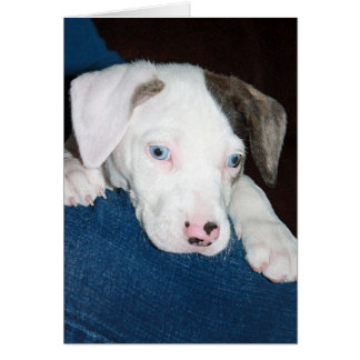 Chari Der Katahoula-Welpe