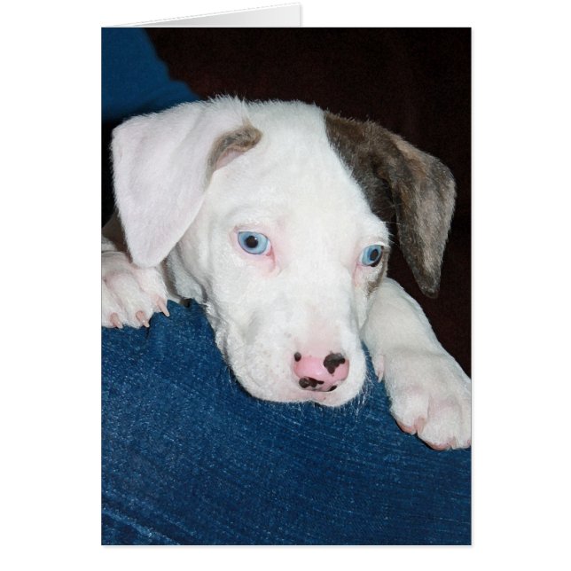 Chari Der Katahoula-Welpe (Vorne)