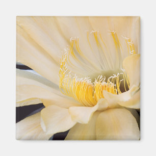 Charlemagne Echinopsis in Blüte Magnet