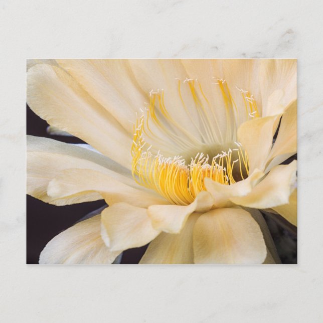 Charlemagne Echinopsis in Blüte Postkarte (Vorderseite)