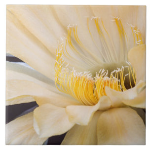 Charlemagne Echinopsis Kakteen in Blüte Fliese