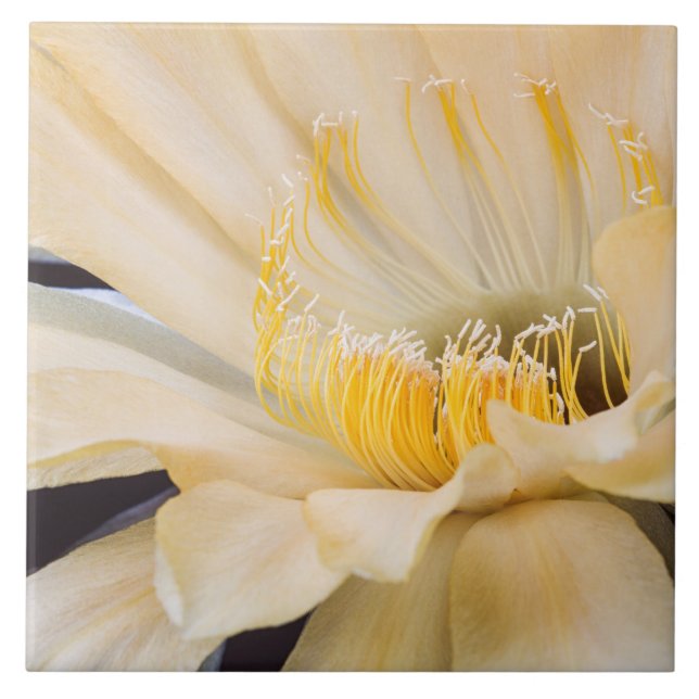 Charlemagne Echinopsis Kakteen in Blüte Fliese (Vorderseite)