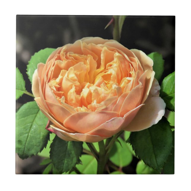 Charles Darwin Rose, gelb-weiß Fliese (Vorderseite)