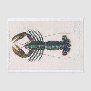 Charles Dessalines D' Orbigny Crimson Crawfish Seidenpapier