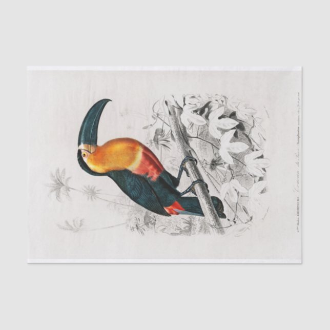 Charles Dessalines D' Orbigny | Toucan Seidenpapier (Vorderseite)