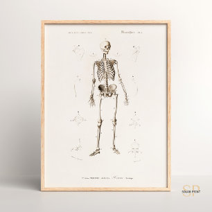 Charles Dessalines D Orbigny Vintag Human Skelet Poster
