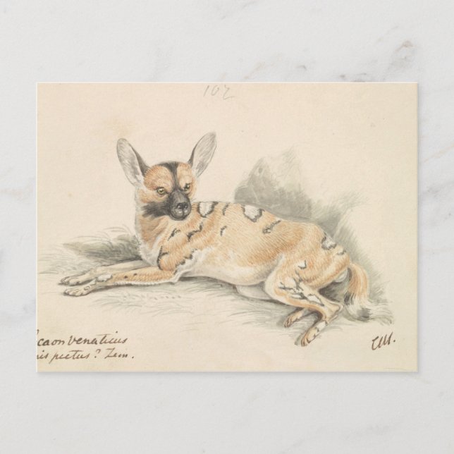 Charles Hamilton Smith - African Wild Dog Postkarte (Vorderseite)