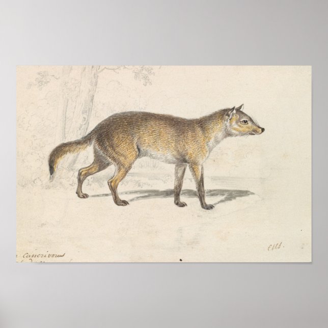 Charles Hamilton Smith - Crabodago Aguara Fox Poster (Vorne)