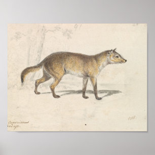 Charles Hamilton Smith - Crabodago Aguara Fox Poster