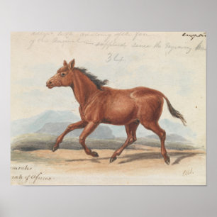 Charles Hamilton Smith - Das Koomrah-Pferd Poster