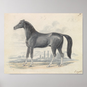 Charles Hamilton Smith - Dongola Horse Poster