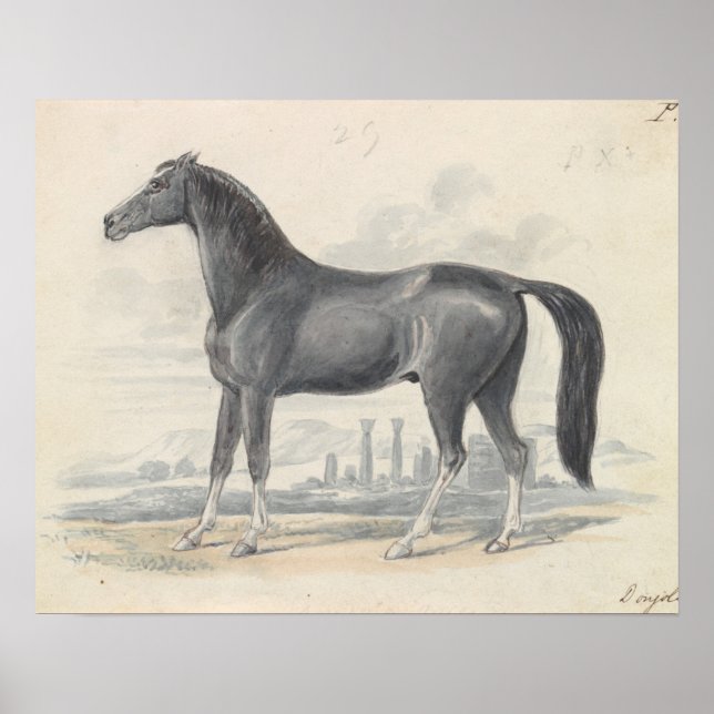 Charles Hamilton Smith - Dongola Horse Poster (Vorne)