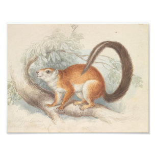 Charles Hamilton Smith - Duvaucel's Eichhörnchen Fotodruck
