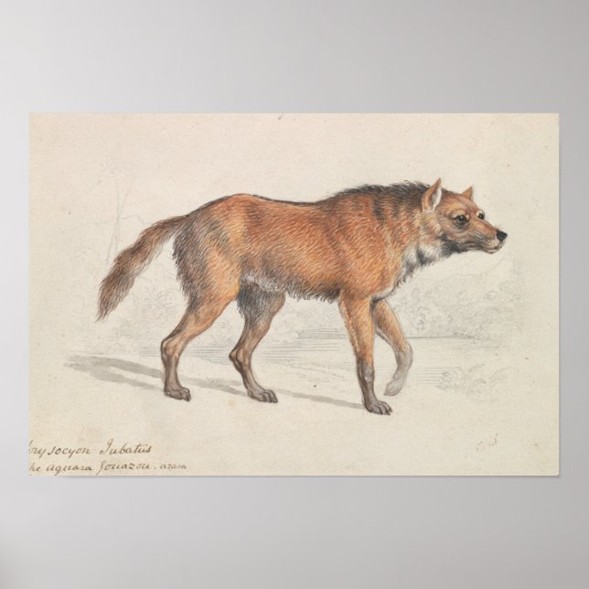 Charles Hamilton Smith - Maned Wolf Poster (Vorne)
