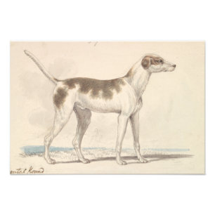 Charles Hamilton Smith - Oriental Hound Fotodruck