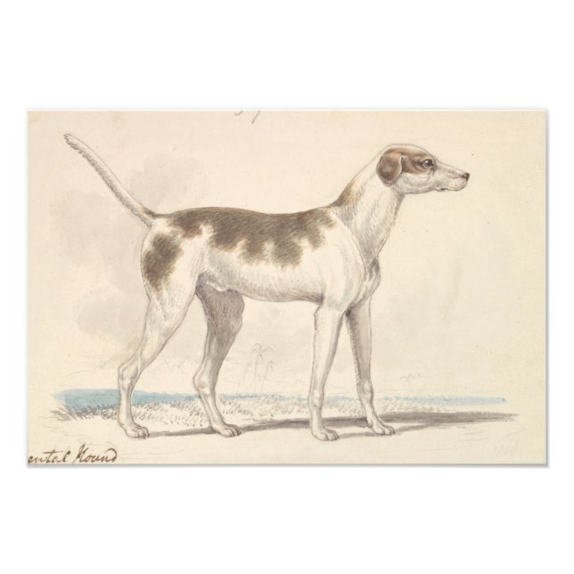 Charles Hamilton Smith - Oriental Hound Fotodruck (Vorne)